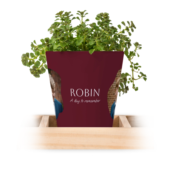 Plant Pot - Small (Set of 3)